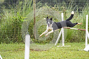 Dogs practicing the sport of Agility