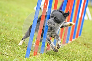 Dogs practicing the sport of Agility