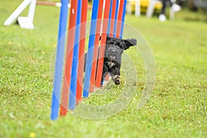 Dogs practicing the sport of Agility