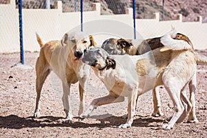 Dogs protected against killing and poisoning in dog shelter in Aqaba, Jordan