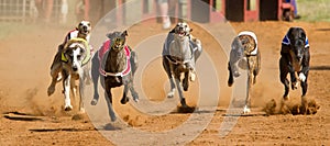 Dogs racing