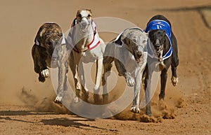 Dogs racing