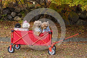 The dogs in a red cart with autumn park