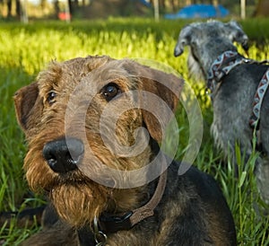 Dogs relax in grassy backyard on summer eve