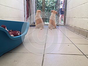 Dogs at a rescue shelter