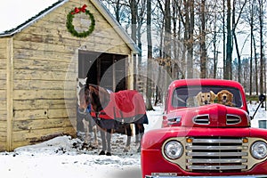 Dogs in retro red truck by horses