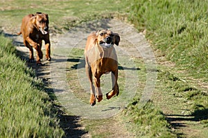 Dogs running