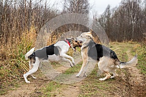 Dogs running in autumn countryside at cloudy day