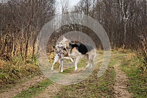 Dogs running in autumn countryside at cloudy day