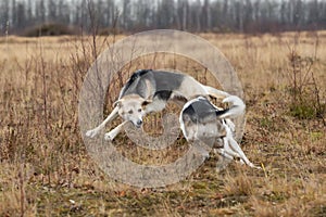 Dogs running in autumn field at cloudy day