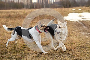 Dogs running in autumn field at cloudy day