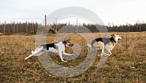 Dogs running in autumn field at cloudy day