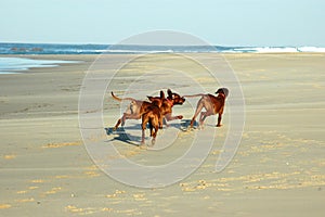 Dogs running on a beach