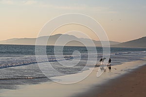 Dogs running on the beach