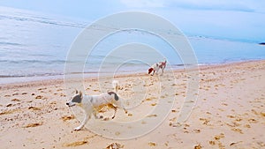 Dogs running on the beach, Cute dogs enjoy playing on beach