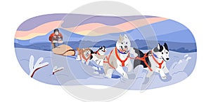 Dogs running in harnesses, people in sled sleigh. Riding sleddogs in snow, winter holiday at North Pole. Dogsledding, northern