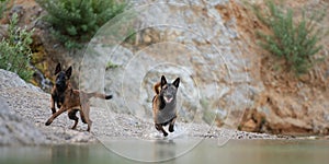 Dogs running into the lake water