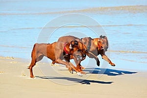 Dogs running in pack