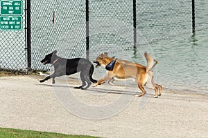 Dogs running, playing, drying their fur in a dog park