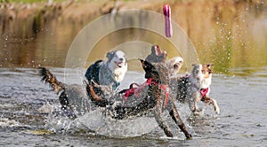 Dogs Running and Playing in Water