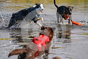 Dogs Running and Playing in Water