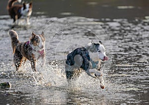 Dogs Running and Playing in Water