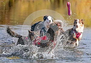 Dogs Running and Playing in water