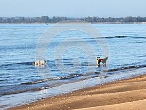 The dogs are running on the sea waves