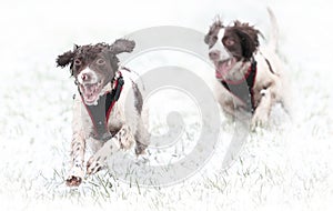 Dogs running in snow