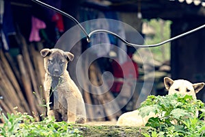 Dogs in Sa Pa Valley village, Vietnam