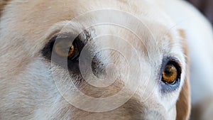 Dogs sad amber eyes