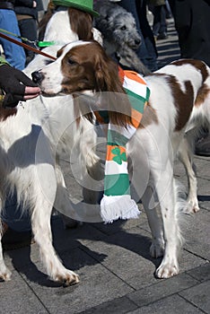 Dogs at Saint Patrick`s Day celebration in Moscow