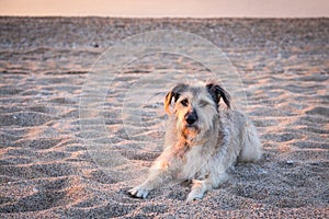 Dogs in sand