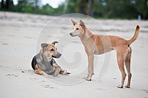 Dogs at the sandy beach, summer vacantion