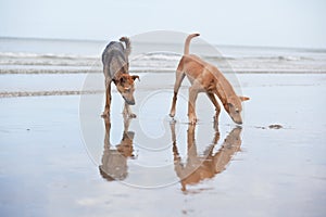 Dogs at the sandy beach, summer vacantion