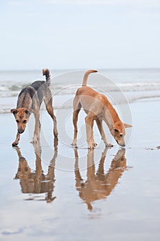 Dogs at the sandy beach, summer vacantion