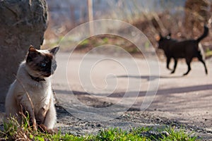 Dogs search sitting cat in the yard, then chasing