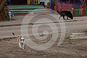 Dogs search sitting cat in the yard, then chasing