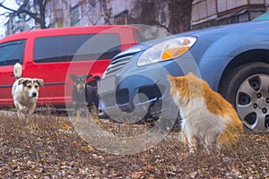 Dogs search sitting cat in the yard, then chasing