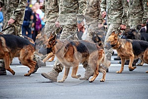 Dogs in the service of the state. Shepherd dog border guard on the street. A guard dog in a muzzle. Purebred dog on