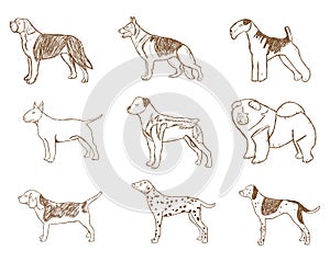 Dogs Set. Vector Illustration.