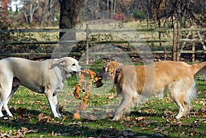 Dogs sharing toy