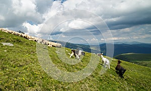 Dogs and sheep on the mountain