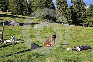 Dogs at the sheepfold