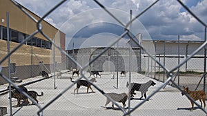 Dogs shelter