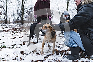 dogs from shelter having fun with volunteer women in the snow, full shot