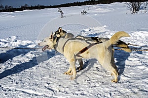 Dogs of the Siberian Husky breed in a sled. Murmansk region.