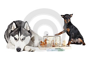 Dogs (Siberian Husky and Miniature Pinscher)