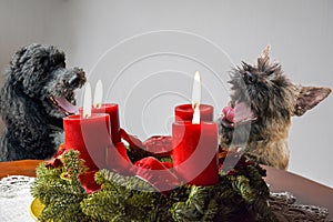 Dogs singing christmas songs at advent wreath