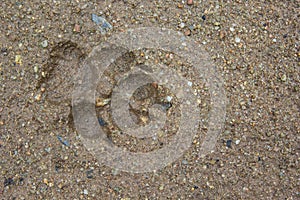 Dogs single paw footprint